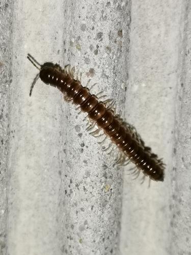 Réf. 277 620 : Oxidus gracilis