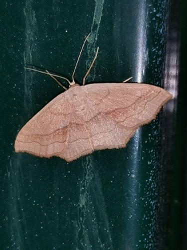 Réf. 277 623 : Scopula imitaria