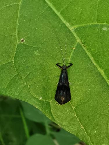 Mystacides azureus