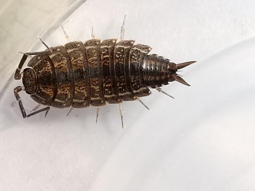 Réf. 277 524 : Porcellionides sexfasciatus
