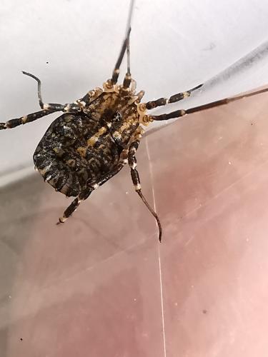 Homalenotus sp.