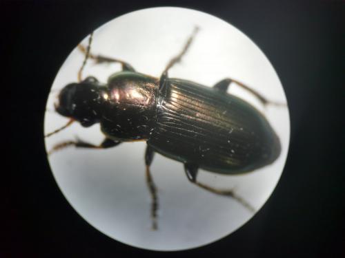 Réf. 277 681 : Harpalus distinguendus