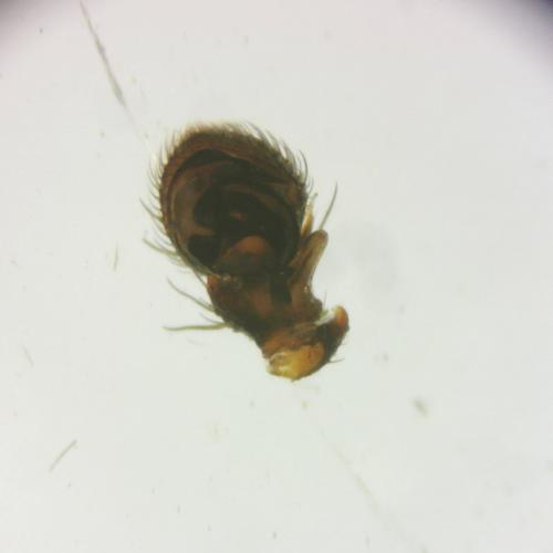 Ozyptila claveata