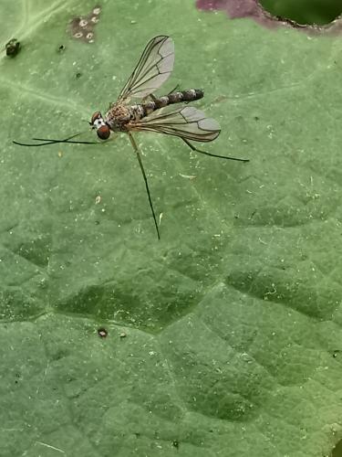 Sciapus sp.