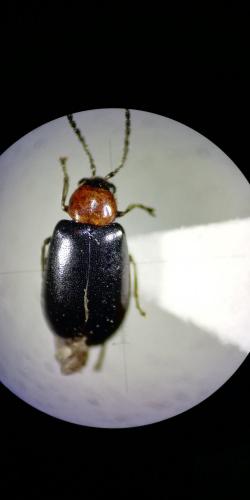 Réf. 277 982 : Luperomorpha xanthodera
