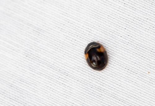 Adalia decempunctata