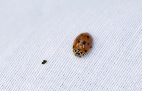 Adalia decempunctata