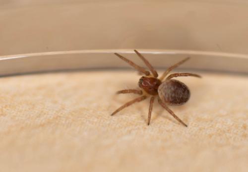 Araniella sp.
