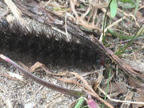 Réf. 277 528 : Arctia villica
