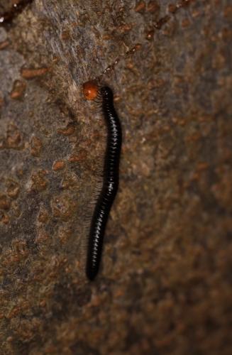 Réf. 277 778 : Tachypodoiulus niger