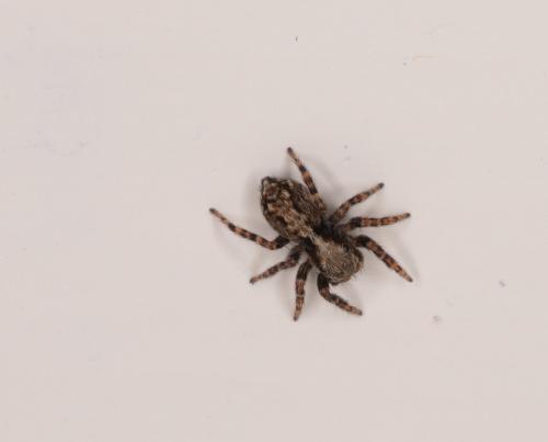 Pseudeuophrys lanigera