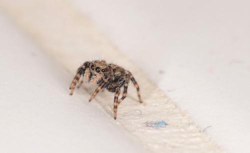 Pseudeuophrys lanigera