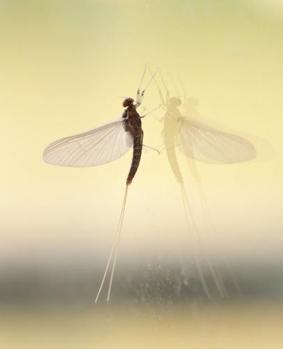 Baetis sp.