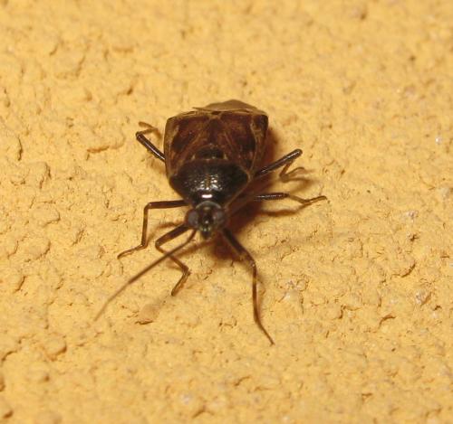 Réf. 277 317 : Deraeocoris annulipes