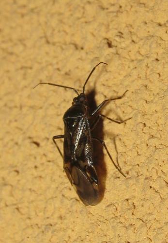 Réf. 277 318 : Deraeocoris annulipes