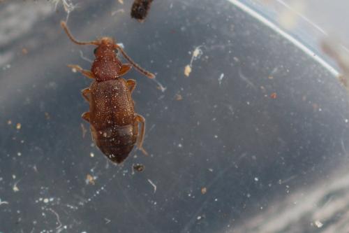 Réf. 277 167 : Lesteva sp.