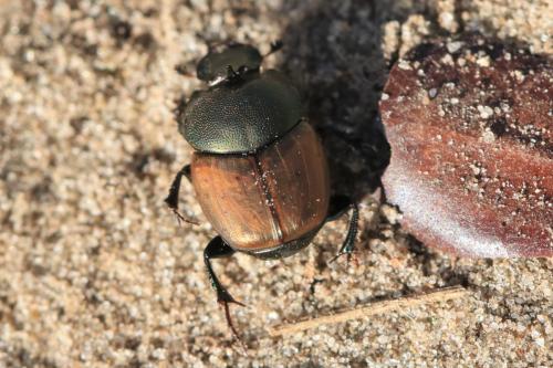 Onthophagus coenobita