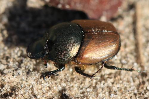 Onthophagus coenobita