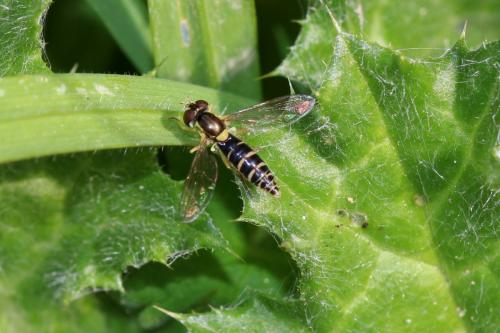 Sphaerophoria sp.