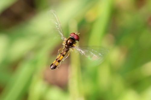 Melanostoma scalare