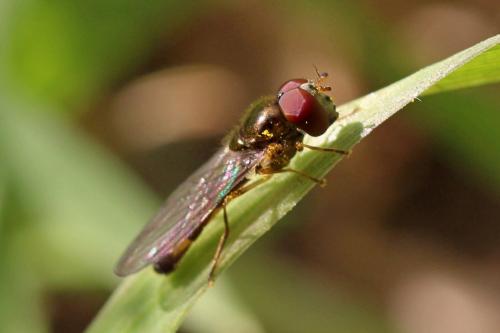 Melanostoma scalare