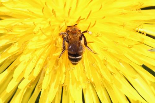 Réf. 277 547 : Andrena sp.