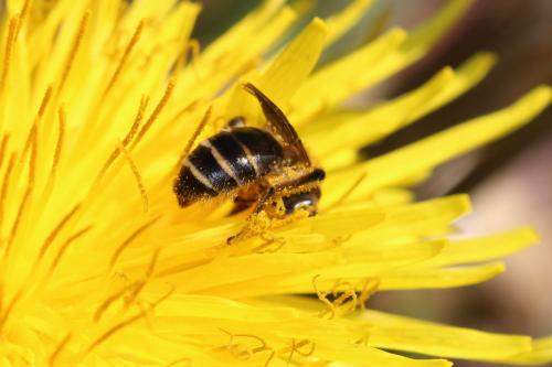 Réf. 277 545 : Andrena sp.
