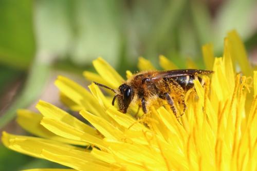 Réf. 277 546 : Andrena sp.