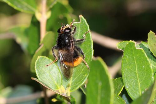 Réf. 277 983 : Criorhina ranunculi