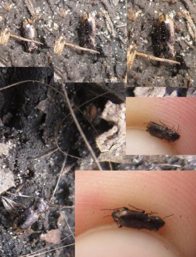 Réf. 277 739 : Notiophilus sp.