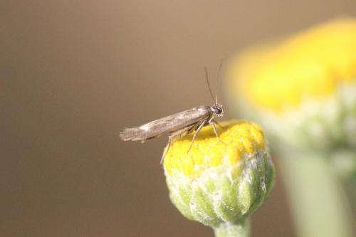 Réf. 277 449 : Scythris scopolella