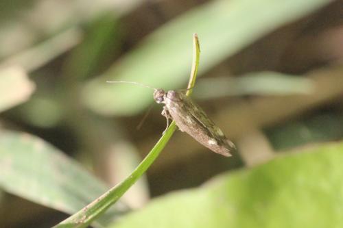 Réf. 277 450 : Scythris scopolella