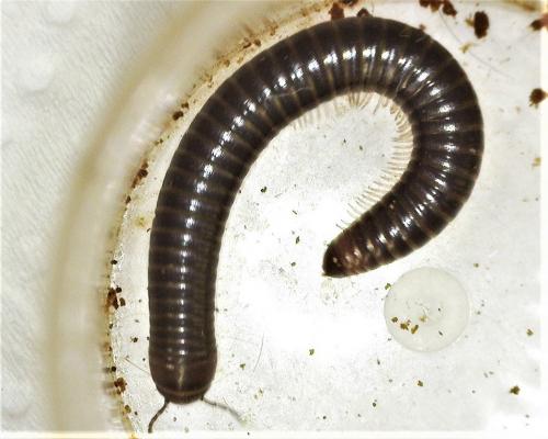 Cylindroiulus londinensis