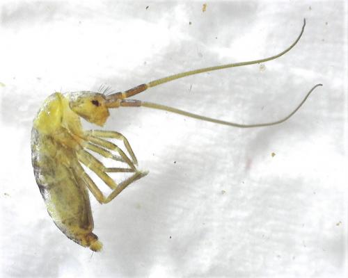 Réf. 277 805 : Pogonognathellus longicornis
