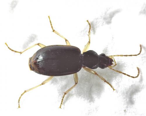 Réf. 277 827 : Paranchus albipes