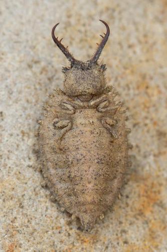 Libelloides sp.