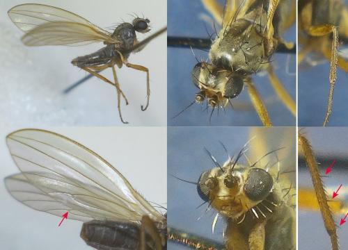 Réf. 277 060 : Lonchoptera lutea