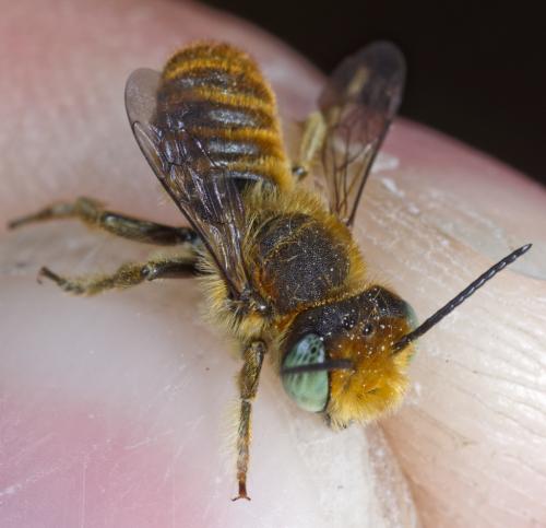 Réf. 277 346 : Megachile argentata