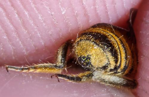 Réf. 277 348 : Megachile argentata
