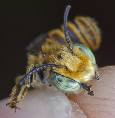 Megachile argentata schmiedeknechti