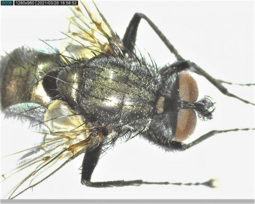 Macquartia dispar