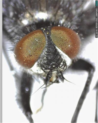 Macquartia dispar