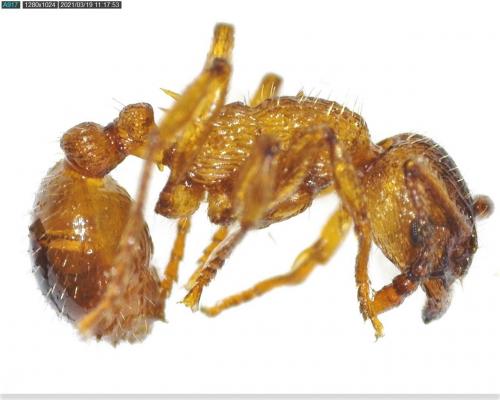 Réf. 277 436 : Myrmica sp.