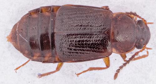 Réf. 277 246 : Phyllodrepoidea crenata