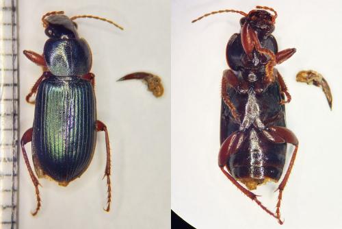 Réf. 277 010 : Ophonus sp.