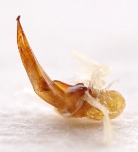 Ophonus sp.