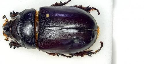 Oryctes owariensis