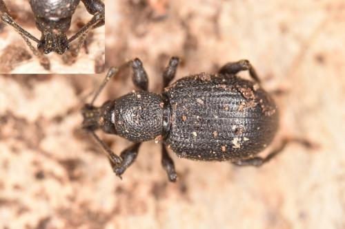 Réf. 277 493 : Otiorhynchus meridionalis