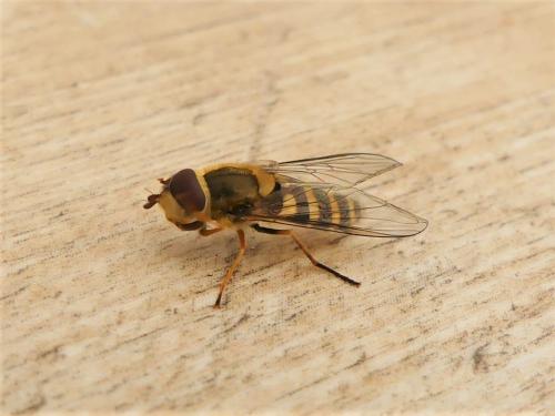 Syrphus vitripennis