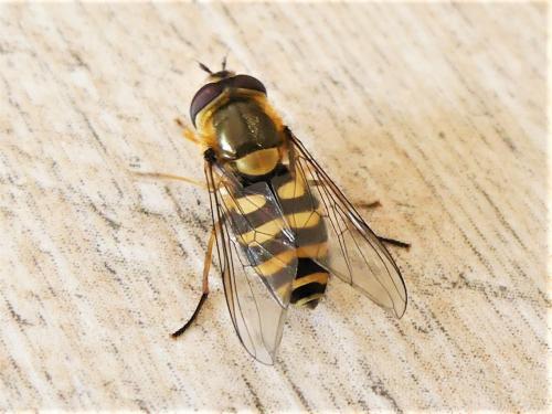 Réf. 277 484 : Syrphus vitripennis